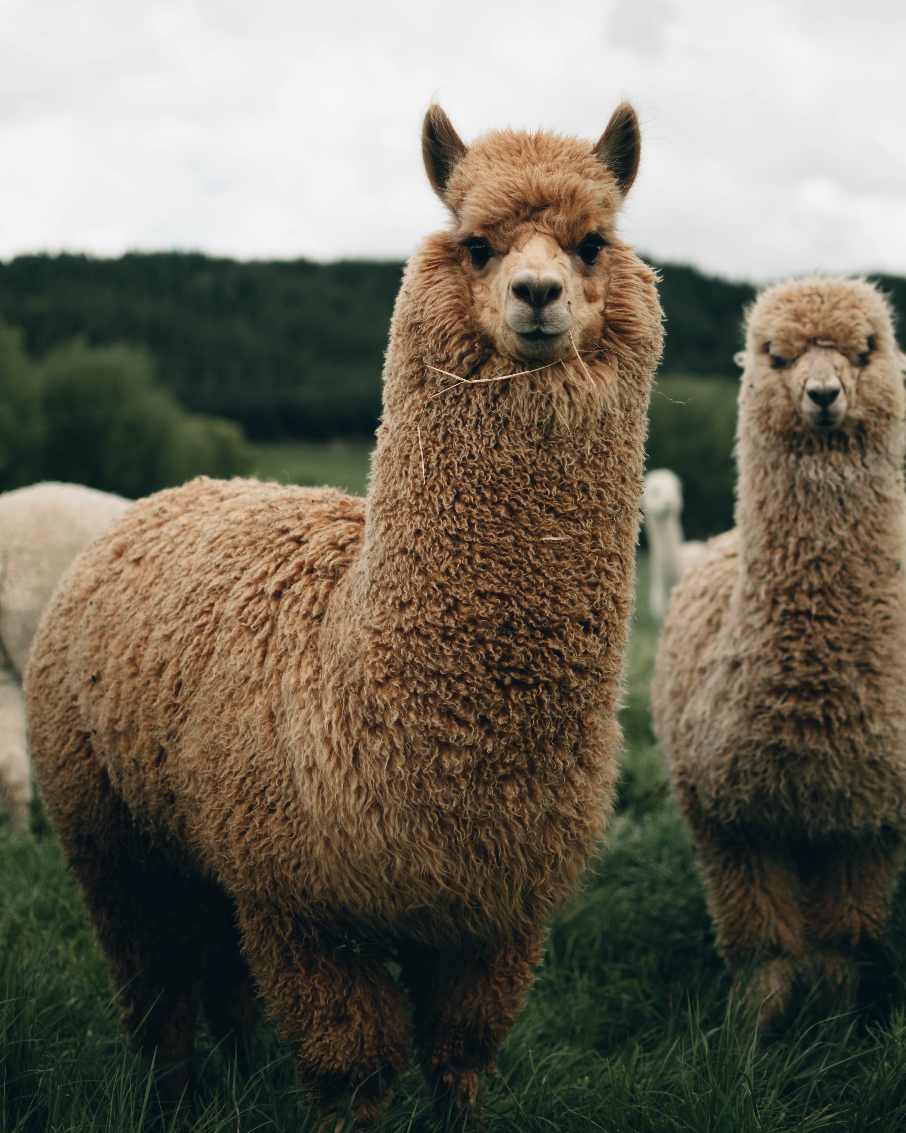 Pharmacist Turned Llama Farmer Finds Success After Student Loan Repayment Pause